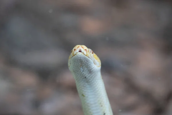 缅甸的蟒蛇是一种小白化病蛇 动作非常敏捷 — 图库照片
