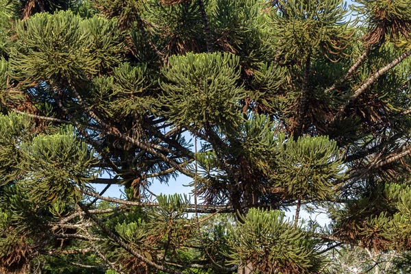 Δέντρο Tipyc Araucaria Araucaria Angustifolia Στην Αγροτική Κομητεία Prudentopolis Πολιτεία — Φωτογραφία Αρχείου