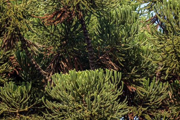 Tipyc Araucaria Tree Araucaria Angustifolia Сельской Местности Округа Пруф Штат — стоковое фото