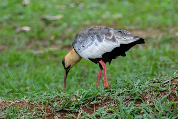 科里卡鸟 Theristicus Caudatus 南美洲特有的大型喙鸟 — 图库照片
