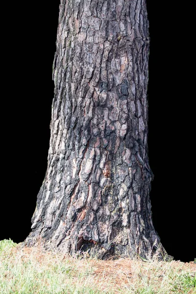 Tree Trunk Isolated Black Background Grass Ground — Stock Photo, Image