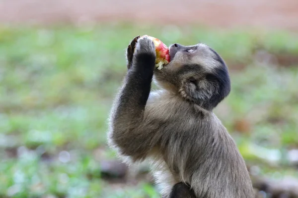 Macaco Prego Sapajus Macaco Brasileiro Típico — Fotografia de Stock