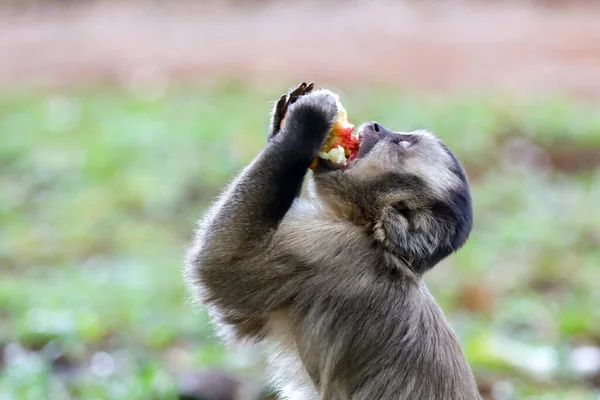 Macaco Prego Sapajus Macaco Brasileiro Típico — Fotografia de Stock