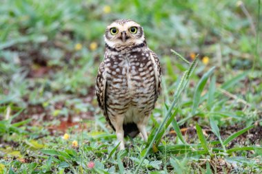 Bir oyuk baykuşu (Athene cunicularia), veya Coruja-buraqueira