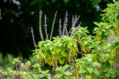 Boldo: Brezilya 'da Boldo da Terra adında yeşil bir bitki. Bitki çay ve ilaç yapımında kullanılır 