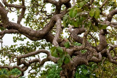 Brezilya Cerrado Biomu 'nda tipik pequi ağacı (caryocar brasiliense), bükülmüş gövdesi ile