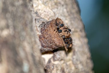 Brezilya ormanlarına özgü iğnesiz arılar. Ağaç gövdesinde bir yuva