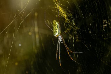 Yeşil kanatlı yeşil ve siyah bir örümcek ağda oturuyor..