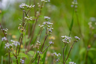 Arka plan için harika tropikal orman manzarası
