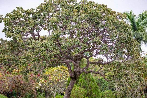 Typowe Drzewo Pequi Caryocar Brasiliense Brazylijskim Biomie Cerrado Skręconym Tułowiem — Zdjęcie stockowe