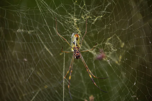 Een Groene Zwarte Spin Met Groene Vleugels Zit Een Web — Stockfoto