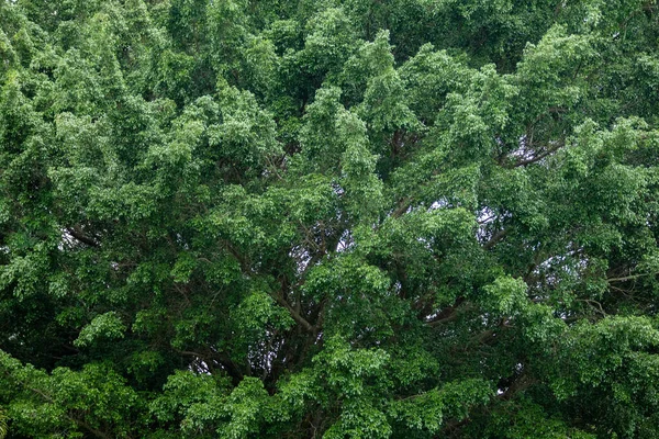 Maravilloso Paisaje Bosque Tropical Para Fondo —  Fotos de Stock