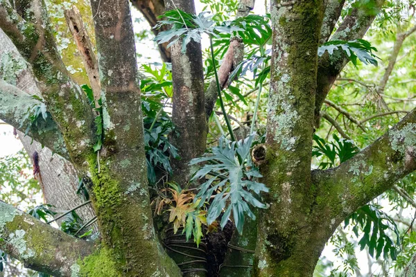 Merveilleux Paysage Forêt Tropicale Pour Arrière Plan — Photo