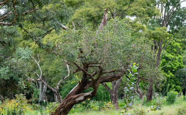 背景のための素晴らしい熱帯林の風景 — ストック写真