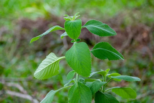 Boldo ブラジルのBoldo Terraという名前の緑の植物 お茶の製品を作るために使用される植物 ボルドチリ Pumus Boldus ロイヤリティフリーのストック写真