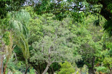 Arkaplan için tropik orman doğal manzarası