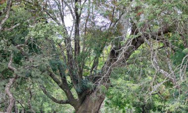 Arkaplan için tropik orman doğal manzarası