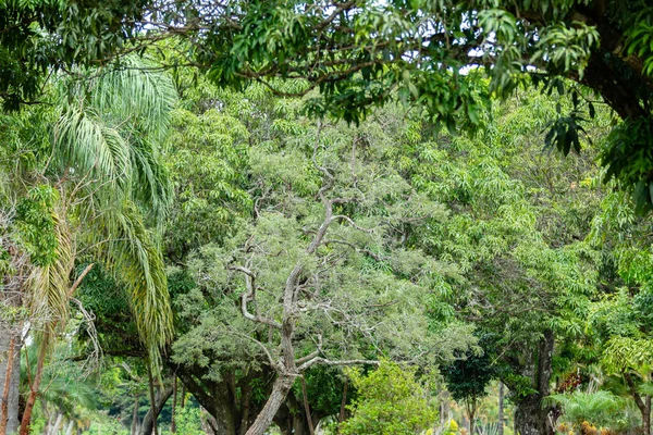 Trópusi Erdő Természeti Táj Háttér — Stock Fotó