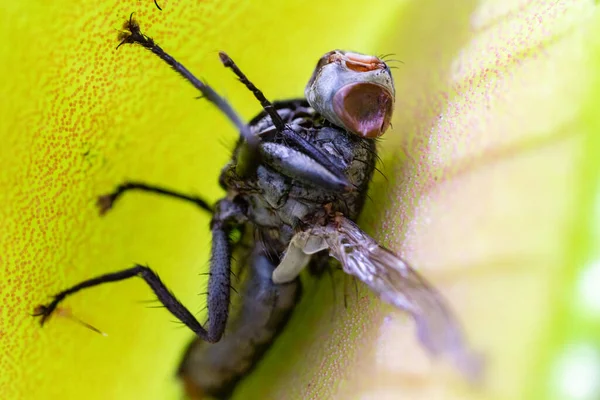 Großaufnahme Venusfliegenfalle Insektenfressende Pflanzen Niedriger Riese Dionaea Muscipula Nadelartige Zähne — Stockfoto