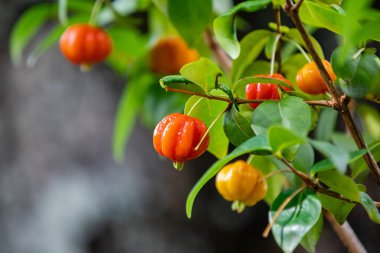Olgun pitanga meyveleri (Eugenia uniflora), ağaçta ve bulanık arka planda