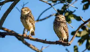 Seçici odak noktasında oyuk Baykuş (Athene cunicularia veya Speotyto cunicularia). 