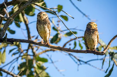 Seçici odak noktasında oyuk Baykuş (Athene cunicularia veya Speotyto cunicularia). 