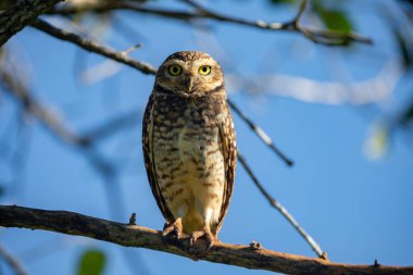 Seçici odak noktasında oyuk Baykuş (Athene cunicularia veya Speotyto cunicularia). 