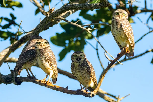 Seçici odak noktasında oyuk Baykuş (Athene cunicularia veya Speotyto cunicularia). 