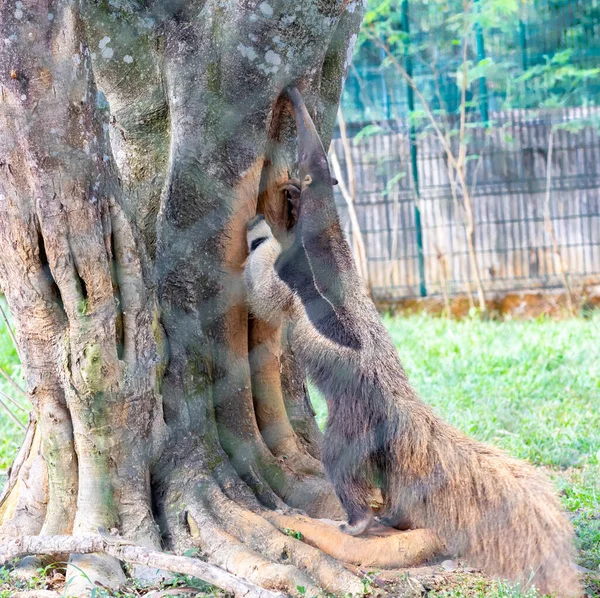 Tamanduá Gigante Animal Bonito Brasil Myrmecophaga Tridactyla Animal Exótico Endêmico — Fotografia de Stock