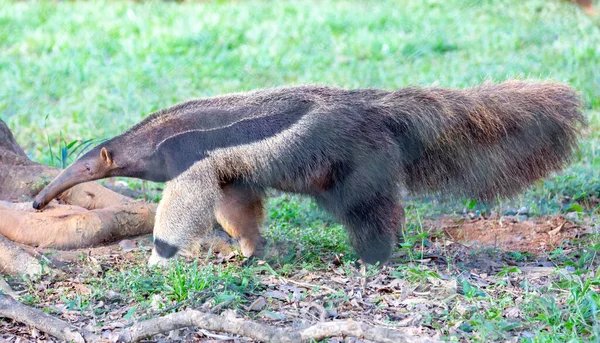 Giant anteater, cute animal from Brazil. Myrmecophaga tridactyla, exotic and endemic animal. Wildlife scene.