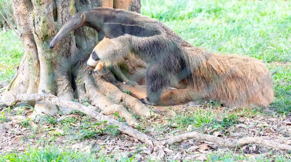 巨大的食蚁兽 可爱的动物从巴西 锥形虫 一种异国特有的动物 野生动物场景 — 图库照片