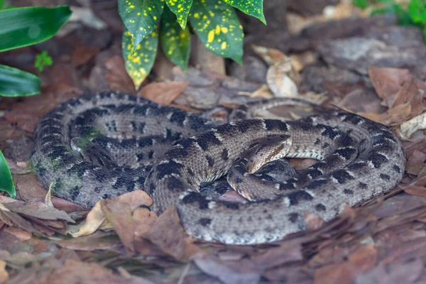Very Common Venomous Snake Brazil Known Jararacuu Bothrops Jararacussu — Stock Photo, Image