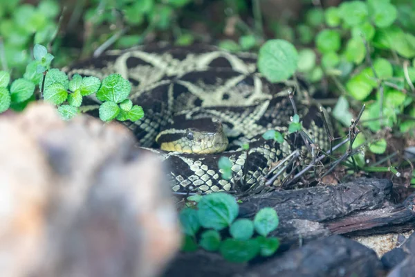 stock image Very common venomous snake in Brazil known as 