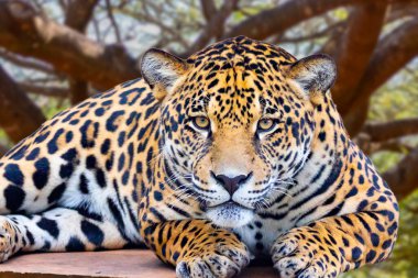 Portre ve derinlik bulanıklığı ile seçici odak Jaguar (Panthera onca)
