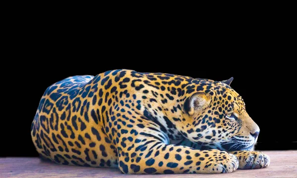 Jaguar Panthera Onca Portrait Selective Focus Depth Blur — Stock Photo, Image