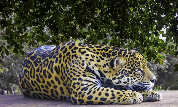 Jaguar Panthera Onca Retrato Foco Seletivo Com Borrão Profundidade — Fotografia de Stock