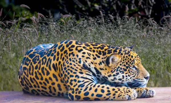 Jaguar Panthera Onca Retrato Enfoque Selectivo Con Desenfoque Profundidad — Foto de Stock