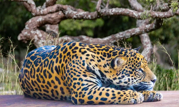 Jaguar Panthera Onca Retrato Enfoque Selectivo Con Desenfoque Profundidad —  Fotos de Stock