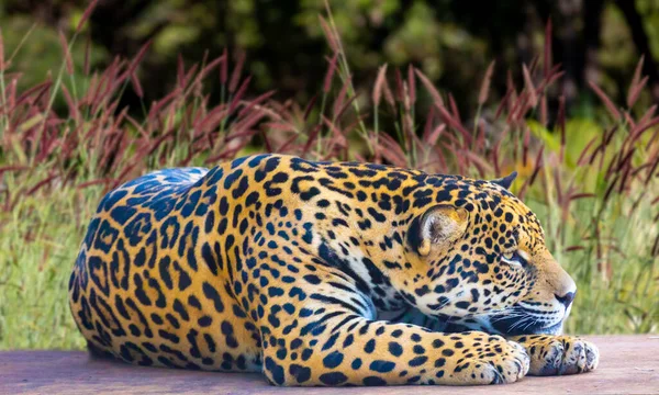 Jaguar Panthera Onca Verticale Messa Fuoco Selettiva Con Sfocatura Profonda — Foto Stock