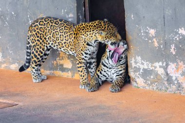 Vahşi Jaguar (Panthera onca) portrede ve derinlik bulanıklığıyla seçici odak, 
