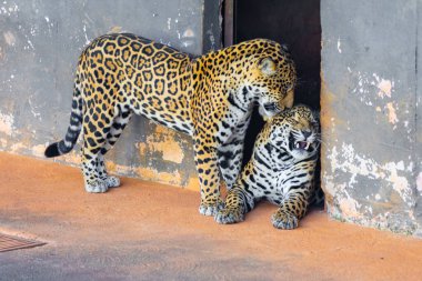 Vahşi Jaguar (Panthera onca) portrede ve derinlik bulanıklığıyla seçici odak, 