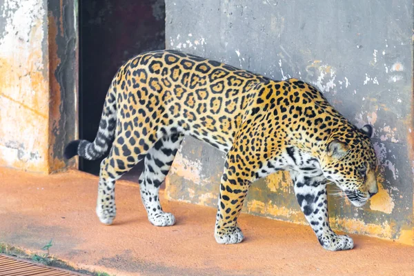 Giaguaro Selvatico Panthera Onca Ritratto Messa Fuoco Selettiva Con Sfocatura — Foto Stock
