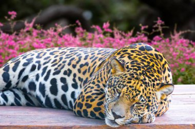 Vahşi Jaguar (Panthera onca) portrede ve derinlik bulanıklığıyla seçici odak, 