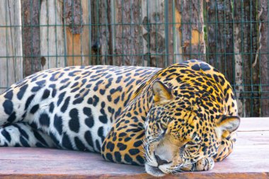 Vahşi Jaguar (Panthera onca) portrede ve derinlik bulanıklığıyla seçici odak, 