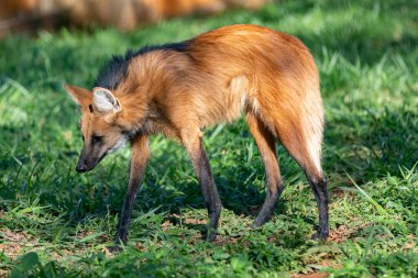 Guara Kurdu (Chrysocyon brachyurus) Brezilya 'nın Cerrado Biomu' nda yaşar. 