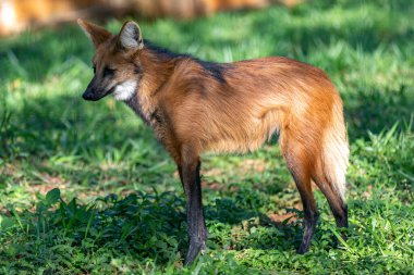 Guara Kurdu (Chrysocyon brachyurus) Brezilya 'nın Cerrado Biomu' nda yaşar. 