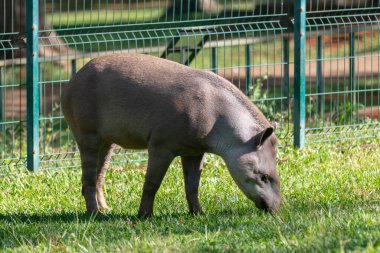 Brezilya Tapiri (Tapirus terrestris) seçici odak noktasında tek başına otluyor