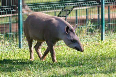 Brezilya Tapiri (Tapirus terrestris) seçici odak noktasında tek başına otluyor