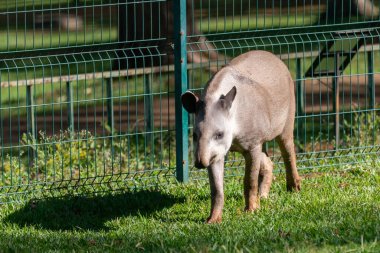 Brezilya Tapiri (Tapirus terrestris) seçici odak noktasında tek başına otluyor