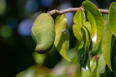 Seçici odak noktasında Jatob meyveleri (Hymenaea courbaril) bulunur. Tipik Brezilya meyveleri.